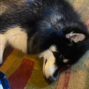 Meet your Posher, William